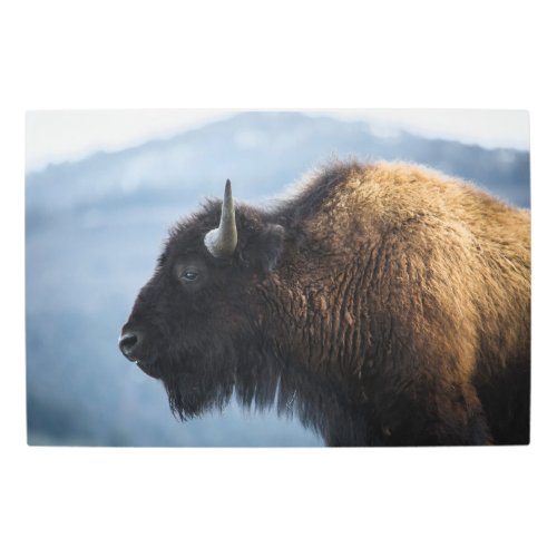 Bison at Lamar Valley Yellowstone Metal Print