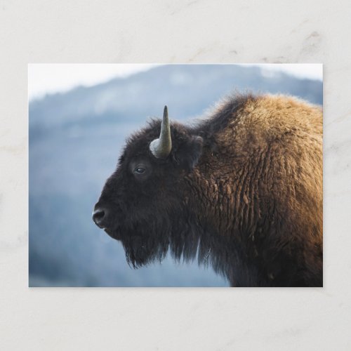 Bison at Lamar Valley Yellowstone Postcard