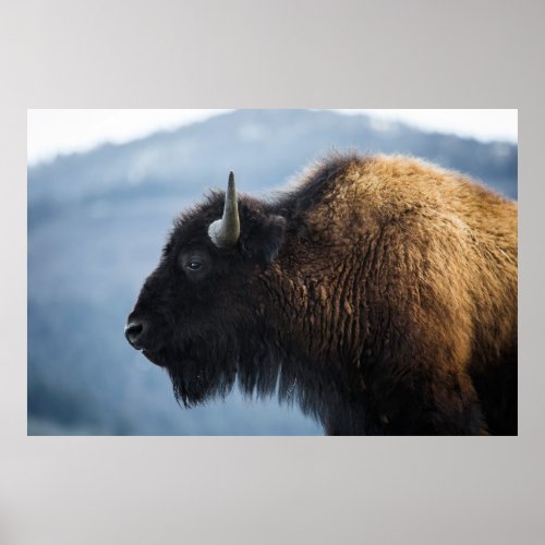 Bison at Lamar Valley Yellowstone Poster