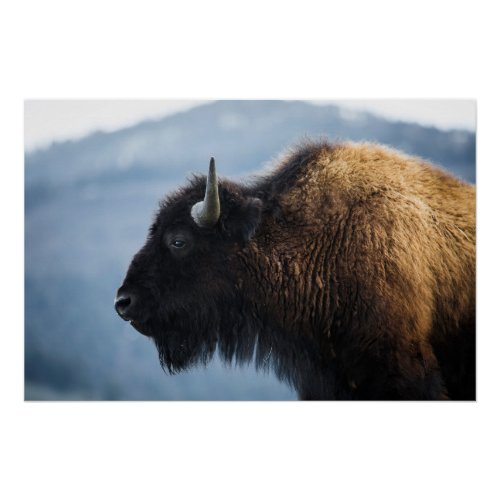 Bison at Lamar Valley Yellowstone Poster