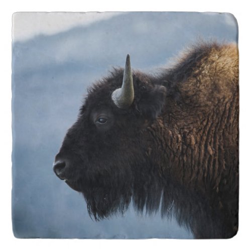 Bison at Lamar Valley Yellowstone Trivet