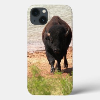Bison At The Water iPhone Cases