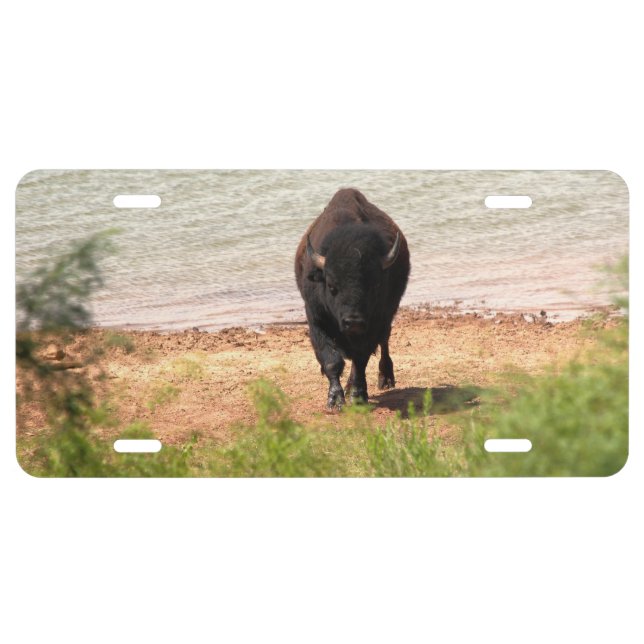 Bison at the Water License Plate (Front)