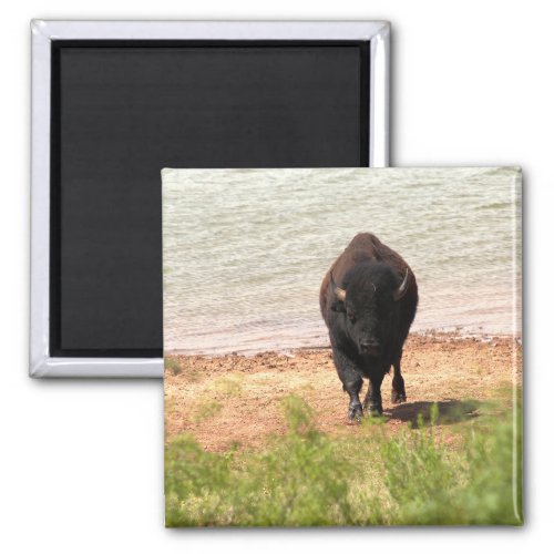 Bison at the Water Magnet