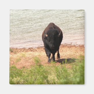 Bison at the Water