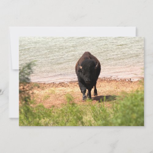 Bison at the Water Note Card