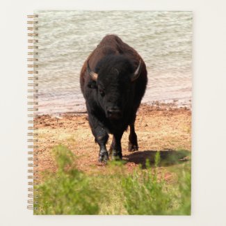 Bison at the Water