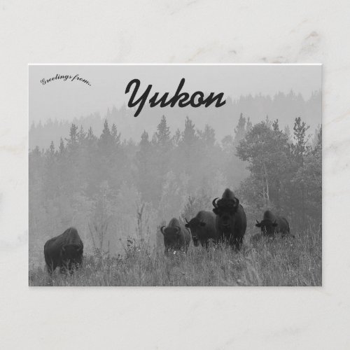 Bison at Watson Lake Yukon Canada Postcard