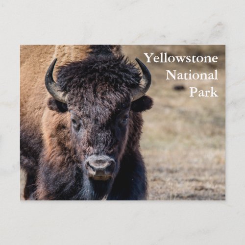 Bison at Yellowstone National Park Postcard