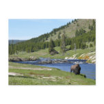 Bison at Yellowstone National Park Postcard