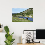 Bison at Yellowstone National Park Poster