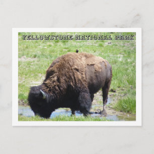Bison at Yellowstone Postcard