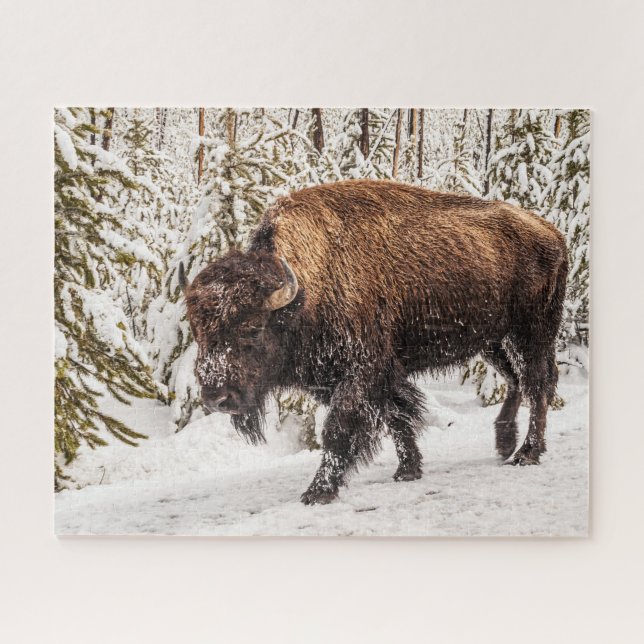 Bison (Bison bison) - Buffalo - Snow - 520 piece Jigsaw Puzzle (Horizontal)