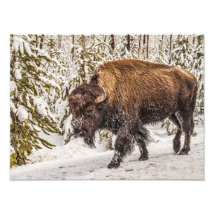 Bison (Bison bison) - Buffalo - Snow - Yellowstone Photo Print