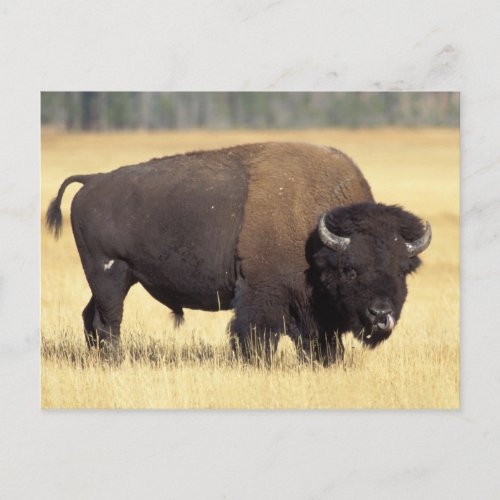 bison Bison bison bull in Yellowstone National Postcard