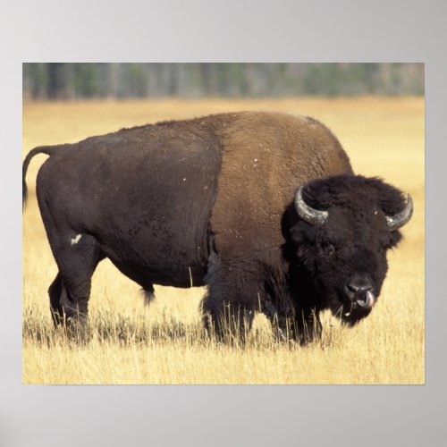 bison Bison bison bull in Yellowstone National Poster