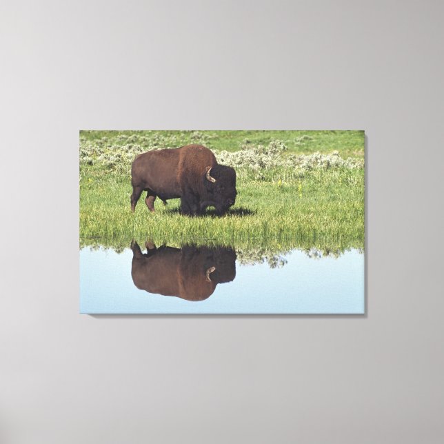 Bison (Bison Bison) On Grassy Meadow Canvas Print (Front)