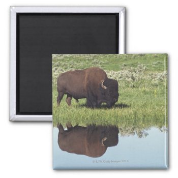 Bison (bison Bison) On Grassy Meadow Magnet by prophoto at Zazzle