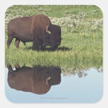 Bison (bison Bison) On Grassy Meadow Square Sticker by prophoto at Zazzle