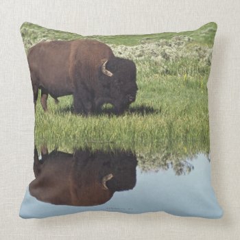 Bison (bison Bison) On Grassy Meadow Throw Pillow by prophoto at Zazzle