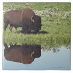 Bison (bison Bison) On Grassy Meadow Tile at Zazzle