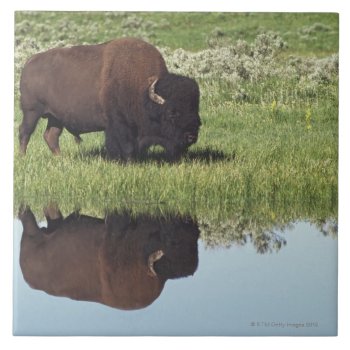 Bison (bison Bison) On Grassy Meadow Tile by prophoto at Zazzle