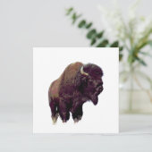 Bison Buffalo (Standing Front)