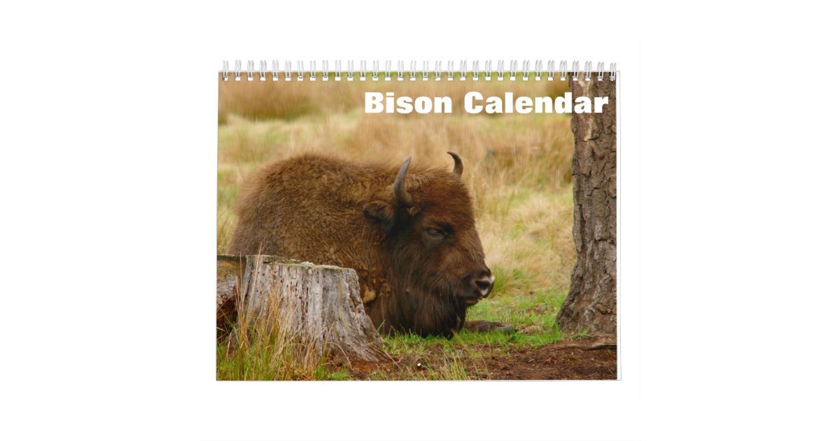 Bison Buffalo 2023 Calendar Zazzle