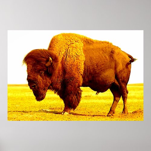 Bison Buffalo American Art Poster