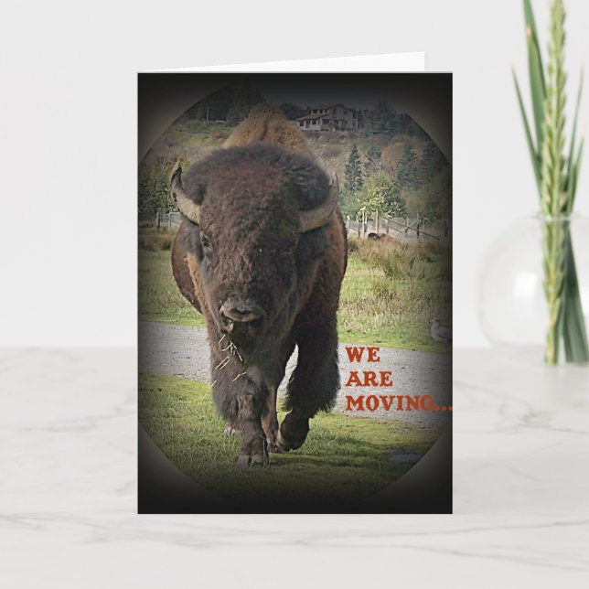 Bison Buffalo Animal We Are Moving Card (Front)
