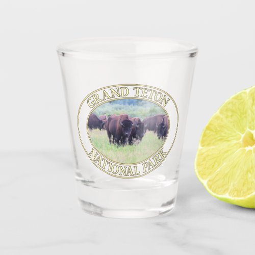 Bison  Buffalo at Grand Teton National Park in WY Shot Glass