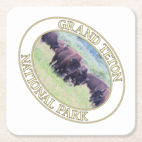 Bison  Buffalo at Grand Teton National Park in WY Square Paper Coaster