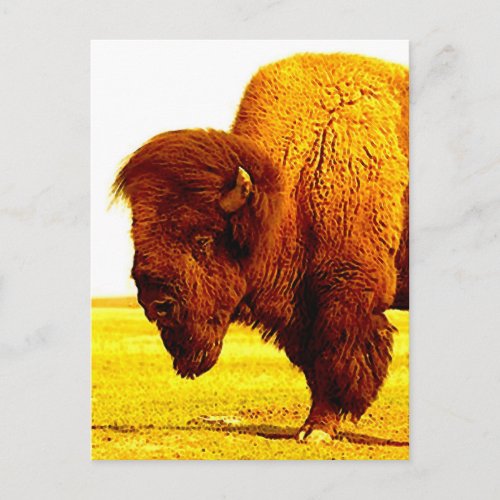 Bison  Buffalo Head Artwork Postcard