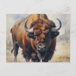 Bison / Buffalo Postcard