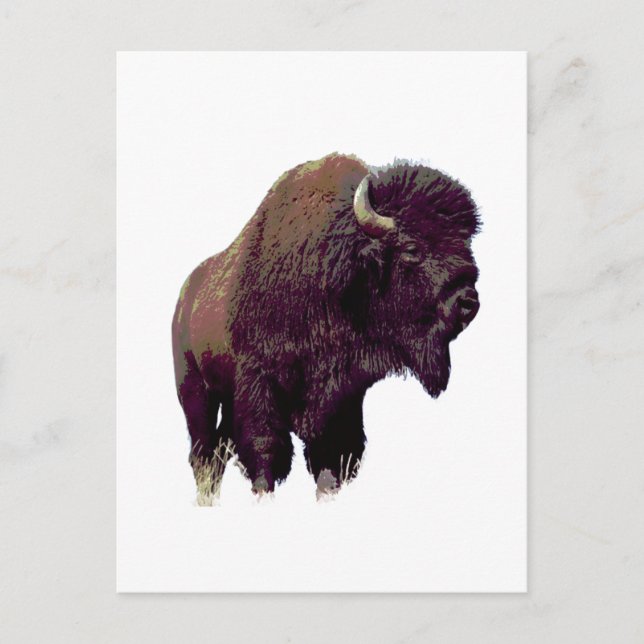 Bison Buffalo  Postcard (Front)