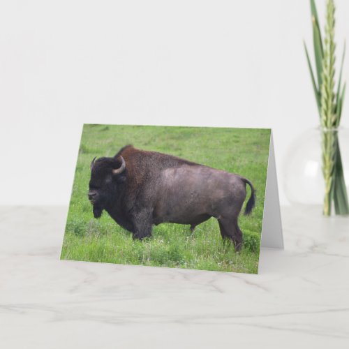 Bison Buffalo Wildlife Greeting Card
