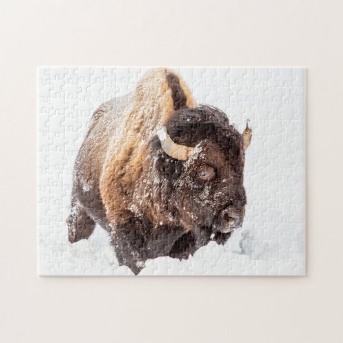 Bison bull foraging in deep snow jigsaw puzzle