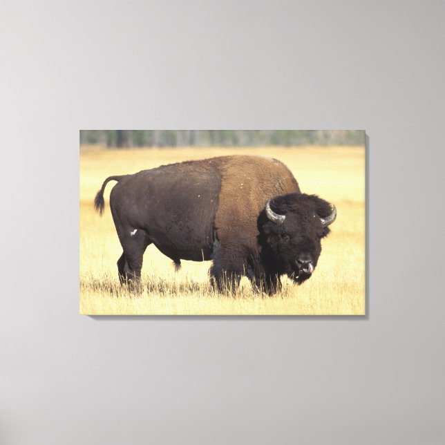 Bison Bull in Yellowstone National Canvas Print (Front)