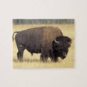 Bison Bull in Yellowstone National Jigsaw Puzzle