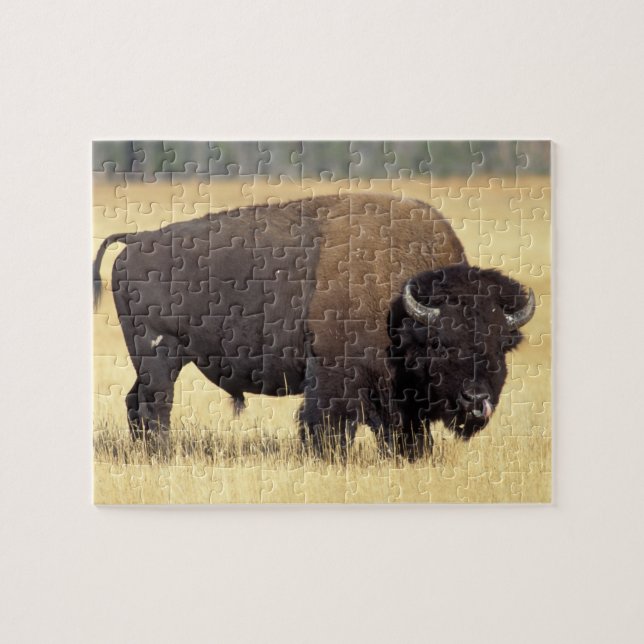 Bison Bull in Yellowstone National Jigsaw Puzzle (Horizontal)