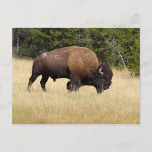 Bison Bull in Yellowstone National Park Postcard
