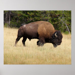 Bison Bull in Yellowstone National Park Poster