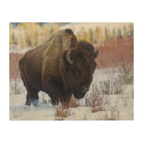 Bison Bull  Late Winter Wood Wall Art