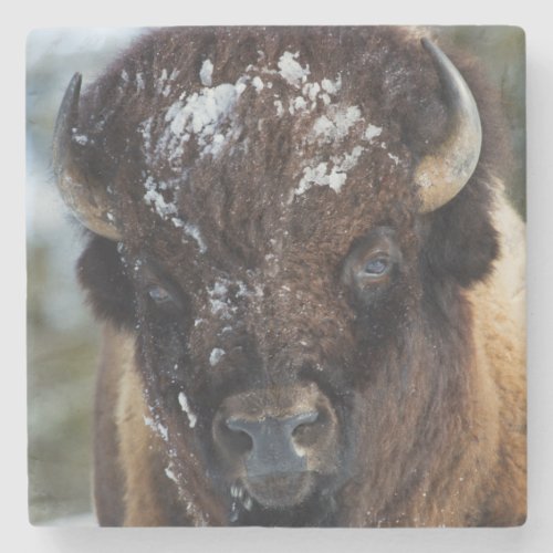 Bison Bull winter 1 Stone Coaster