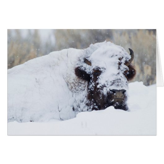 Bison Bull, winter coat Cards (Front Horizontal)