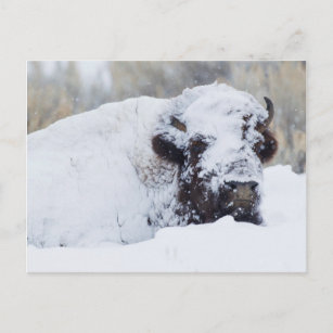 Bison Bull, winter coat Postcard