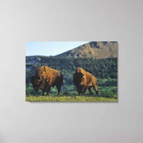 Bison bulls at Waterton Lakes National Park in Canvas Print