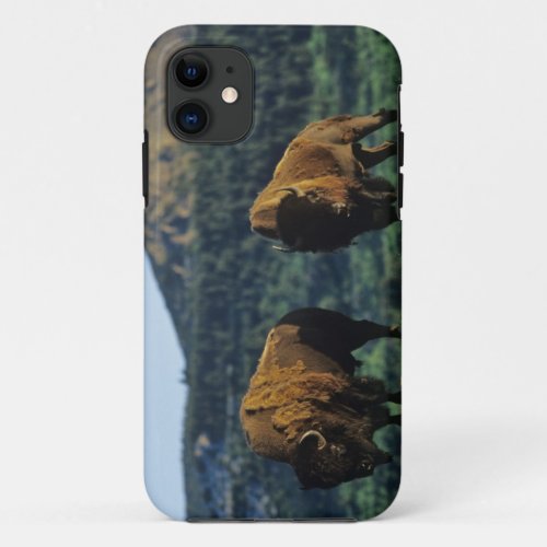Bison bulls at Waterton Lakes National Park in iPhone 11 Case
