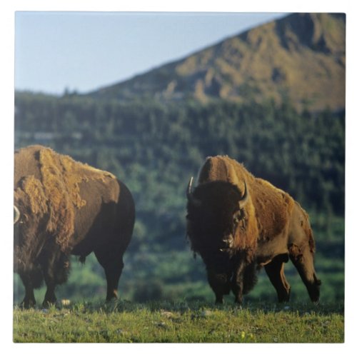 Bison bulls at Waterton Lakes National Park in Ceramic Tile