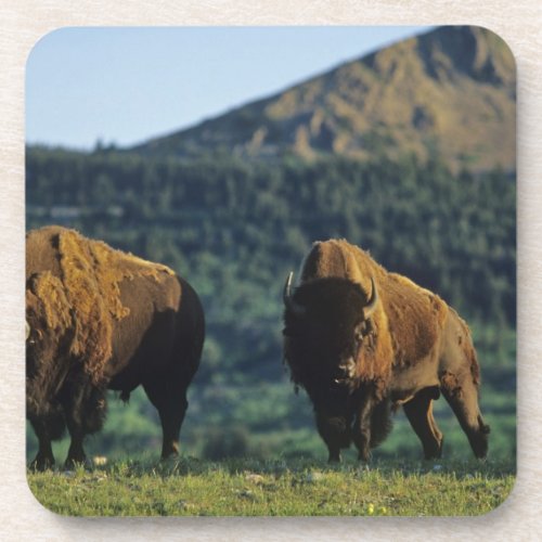 Bison bulls at Waterton Lakes National Park in Coaster